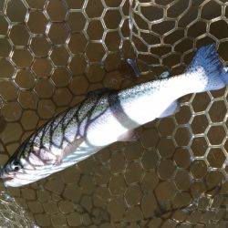 大安トラウトレイク釣果